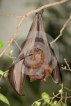 Pteropus