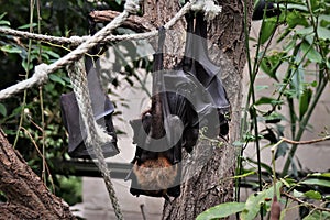 Pteropus are commonly known as fruit bats or flying foxes hanging from the rope