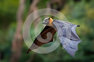 Pteropus poliocephalus - Gray-headed Flying Fox in the evening, fly away from day site, hang down on the branch and watch