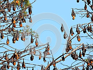 Pteropus poliocephalus Gray headed Flying Fox, Fruit bat from Australia hang down on the branch