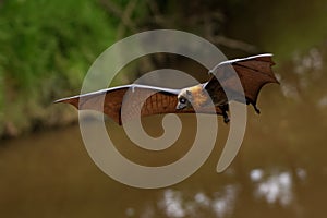 Pteropus poliocephalus - Gray-headed Flying Fox, Fruit bat from Australia hang down on the branch and fly away from day site