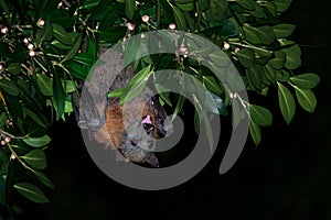 Pteropus poliocephalus - Gray-headed Flying Fox in the night, fly away from day site