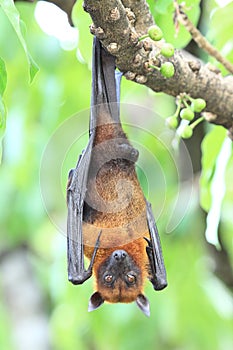 Pteropus vampyrus (large flying fox) on tree