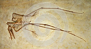 Pterosaur bones