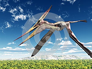 Pterosaur Pteranodon