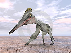 Pterosaur Pterodactylus