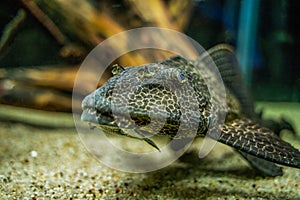 Pterygoplichthys gibbiceps is a species of armored catfish, The average Sailfin Pleco size is between 13 to 19 inches in length