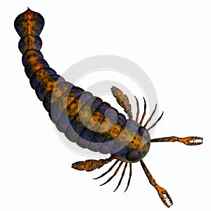 Pterygotus Scorpion Tail