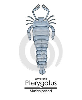 Pterygotus, a Silurian period sea scorpion