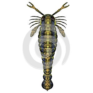 Pterygotus Silurian Scorpion photo