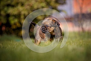 Brussels griffon in summer garden photo