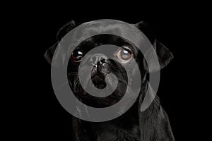 Pti Brabanson Dog on isolated black background