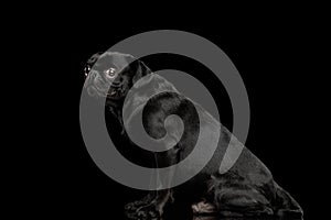 Pti Brabanson Dog on isolated black background