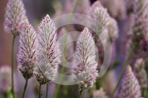 Ptilotus exaltatus Joey