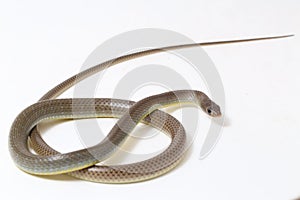 Ptyas korros, commonly known as the Chinese ratsnake or Indo-Chinese rat snake, is a species of colubrid snake endemic to Southeas