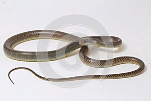 Ptyas korros, commonly known as the Chinese ratsnake or Indo-Chinese rat snake, is a species of colubrid snake endemic to Southeas