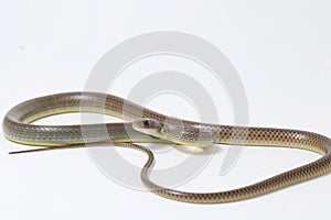 Ptyas korros, commonly known as the Chinese ratsnake or Indo-Chinese rat snake, is a species of colubrid snake endemic to Southeas