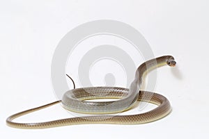 Ptyas korros, commonly known as the Chinese ratsnake or Indo-Chinese rat snake, is a species of colubrid snake endemic to Southeas