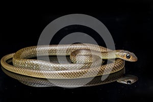 Ptyas korros, commonly known as the Chinese ratsnake or Indo-Chinese rat snake, is a species of colubrid snake endemic to Southeas