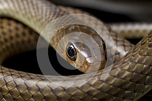 Ptyas korros, commonly known as the Chinese ratsnake or Indo-Chinese rat snake, is a species of colubrid snake endemic to Southeas