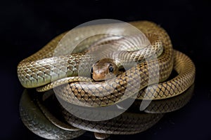 Ptyas korros, commonly known as the Chinese ratsnake or Indo-Chinese rat snake, is a species of colubrid snake endemic to Southeas