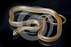 Ptyas korros, commonly known as the Chinese ratsnake or Indo-Chinese rat snake, is a species of colubrid snake endemic to Southeas