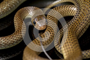 Ptyas korros, commonly known as the Chinese ratsnake or Indo-Chinese rat snake, is a species of colubrid snake endemic to Southeas