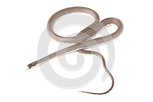 ptyas mucosa carinata colubrid snake