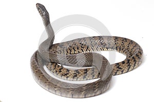 Ptyas mucosa, commonly known as the oriental ratsnake, Indian rat snake, a common species of colubrid snake found in parts of Sout