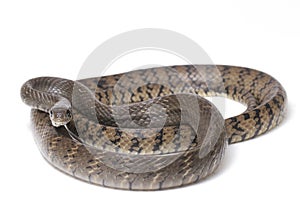 Ptyas mucosa, commonly known as the oriental ratsnake, Indian rat snake, a common species of colubrid snake found in parts of Sout