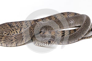 Ptyas mucosa, commonly known as the oriental ratsnake, Indian rat snake, a common species of colubrid snake found in parts of Sout