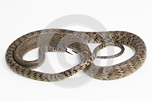 Ptyas mucosa, oriental ratsnake, Indian rat snake, on white background.