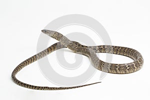 Ptyas mucosa, oriental ratsnake, Indian rat snake, on white background.