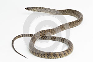 Ptyas mucosa, oriental ratsnake, Indian rat snake, on white background.