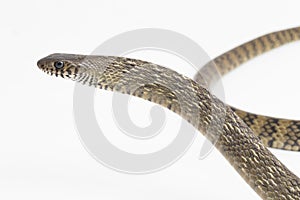 Ptyas mucosa, oriental ratsnake, Indian rat snake, on white background.