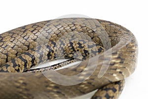 Ptyas mucosa, oriental ratsnake, Indian rat snake, on white background.