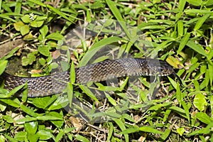 Ptyas mucosa, oriental ratsnake, Indian rat snake in the wildlife