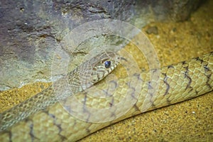 Ptyas mucosa snake. Ptyas is a genus of colubrid snakes. This ge