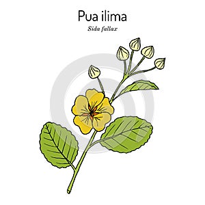 Pua ilima, Sida fallax , state flower of the island of Oahu Hawaii