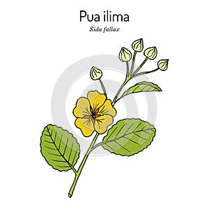 Pua ilima, Sida fallax , state flower of the island of Oahu Hawaii photo