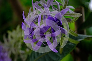 Puang Khram petrea volubilis verbenaceae blueflower