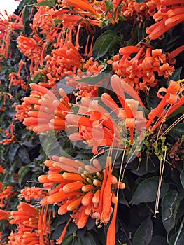 Puang saad flowers