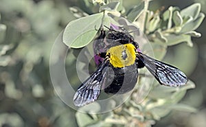 Pubescent Carpenter Bee