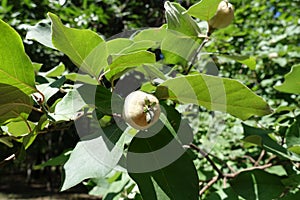 Pubescent fruit of quince in August