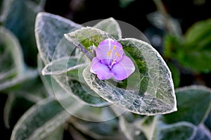 Pubescent mauve flower