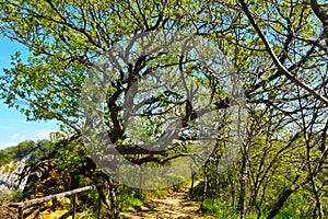 Pubescent oak (Quercus pubescens) above a trail in Strunjan nature reserve