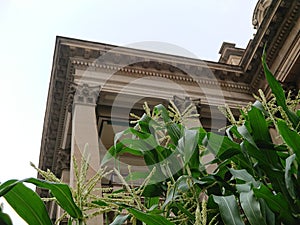 Public displays of agricultural plants next to a historical building near Swanston Street