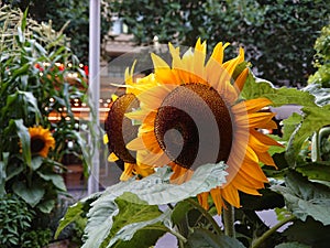 Public displays of sunflowers and other agricultural plants near Swanston Street