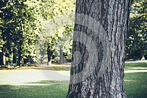 Public garden in autumn