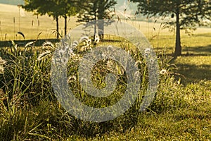 When a public garden in a park gets taken over by grass and spiders